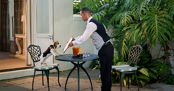 PET-FRIENDLY